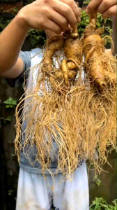 Sâm Trường Bạch 2 Củ 600 Gram