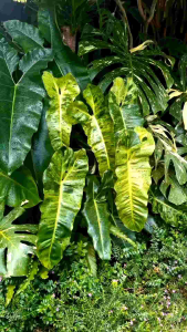 Media tanam Poros Premium Untuk Segala jenis tanaman hias Siap Pakai