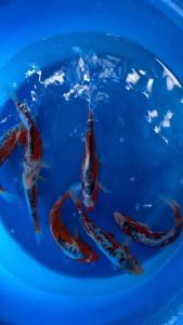 Genuine JAPAN KOI RED SHUSUI 25-30cm from YAMASAN FARM