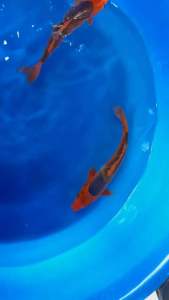 Genuine Japan Koi Aka Matsuba 20-25cm from Marusei Farm -