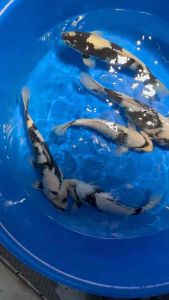 Genuine Japan Koi 30-35cm from Omosako Farm -  ( 1800 per piece )