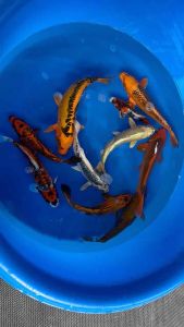 Genuine Japan Koi 20-30cm Marusei Farm - (Aka Matsuba Doitsu Matsuba Aka Matsuba Ogon Kin Kikokuryu Mukashi Ogon Doitsu Chagoi ) Doitsu Mitsubachi Doitsu Mitsuba Mitsushi Mitsui Japan - Lazada