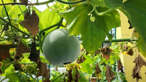 TRIO SEEDIY Winter melon Mini 迷你冬瓜 Khundur Mini 319 veggie seeds