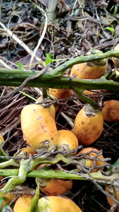 buah pinang tua segar 1kg asli BELI 5KG+1kg TERLARIS MURAH MERIAH PAKET HEMAT OBAT HERBAL KESEHATAN