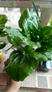 รสชาติ 999garden - หญ้าเอ็นยืด ( ต้นผักกาดน้ำ / ต้นเอ็นยืด / Plantago major ) ราคาที่สุด 999฿