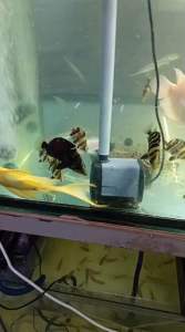 Indonesia Tiger fish GRED AA 2.5cm-11cm live fish