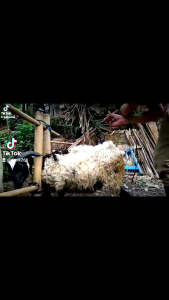 alat cukur hewan vs888 55watt domba anjing kucing kelinci dll
