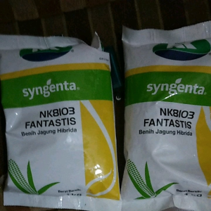 Benih jagung fantastis Nk8103 1 kg