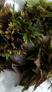 ต้นฤาษีผสม ตัดยอดสด(1ชุด10ต้นแถม2)คละสีคละพันธุ์