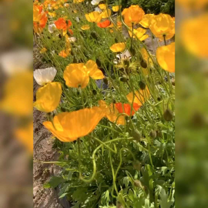 BENIH BUNGA ICELAND POPPY (KEMASAN ORIGINAL)