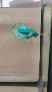 Haftmoon Plakat Betta Fish B11 - Light Green 3