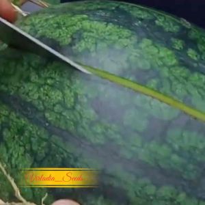 [Virladia Seeds] Biji Benih tanaman Semangka Lonjong Jumbo