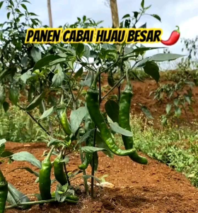 BIJI | BENIH TANAMAN CABE HIJAU BESAR