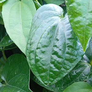 ใบพลูสด ใบพลูกินหมาก 100 กรัม ปลอดสาร