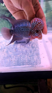 NEW STOCK COMING.. OFFER ..3.5~4 INCH HIGH QUALITY SUPER RED BiG KOK FLOWER HORN FISH..... bigkok... colour red .. limited stock.. SIAPA cepat dia dapat...精选出来3吋多4吋超级红大水头鸿运罗汉又驾到！