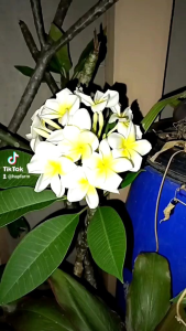 BIBIT CUTTING UNTUK PLUMERIA KAMBOJA. BALI FRESH LEMON UNTUK STEK DAN GRAFTING PLUMERIA JEPUN BALI