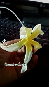 BIBIT CUTTING KAMBOJA BALI AMARLON CURLY JEPUN BALI PLUMERIA