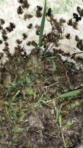 KATAK SAWAH PAKAN CHANNA ARWANA PREDATOR SEGAR