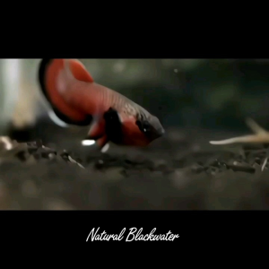 Wild Betta Channoides (Pair)