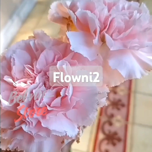 (-+300 butir) Benih tanaman bunga anyelir pink [kemasan pabrik]