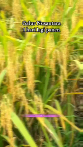 Benih padi UNGGUL GALUR ASIA NUSANTARA TERBARU ANAKAN TERBANYAK kemasan 5kg