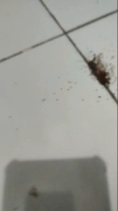 Beelzeers pembasmi serangga