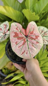 บอนสีขุมทอง บอนสีนำโชค กระถาง 4 นิ้ว