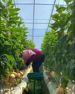 BIBIT TANAMAN SAWO MENTEGA BELANDA 🌱Memiliki Ukuran Yang BESAR. Daun Pada Pohon Sawo Mentega Memiliki Warna Hijau Mengkilap Mengumpul Di Bagian Ujung Ranting.Silakan Dicekout Pemesanan Bisa COD Bayar Ditempat