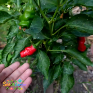 6 BUTIR BIJI/BENIH CABE PORNO PETER PEPPER CAMPUR WARNA (WARNA MERAH & ORANGE)