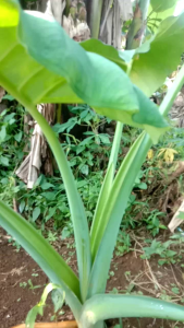 Bibit Talas Belitung Unggul Per 5 Pcs (Bonus 1Pcs)