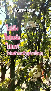 โฟมล้างหน้าเด็ก ทีนนี่มิลกี้ กิฟฟารีน โฟมล้างหน้าสูตรอ่อนโยน โฟมล้างหน้าสูตรน้ํานม Teenie Milky Facial Foam Giffarine