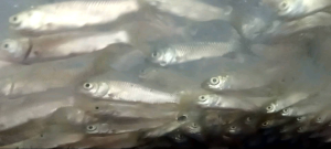 Bibit Ikan Graskap Pemakan Rumput (5-7 cm)