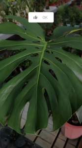 TKL - Leafshine Sprayer 600ml 亮叶剂