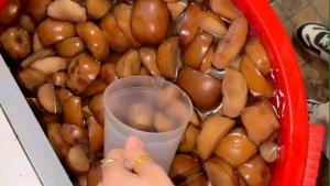 Rượu ngâm Táo đá - Chai 1L can 5L - 30 độ ngâm 6 tháng vàng thơm đặc sản Hà Giang