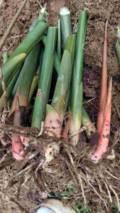 ข่าเกษตรแดงใหญ่ 1เหง้า / 1หลุมปลูก