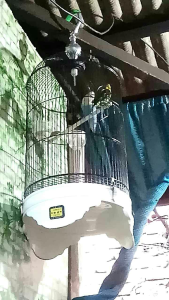 New James. Cetak Gacor Konslet Burung Lovebird. Racikan Alami James For Bird.