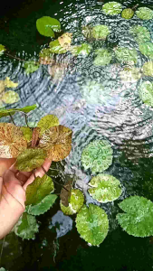 Tiger lotus red media wabikusa|Hiasan Aquarium|Tanaman Aquascape