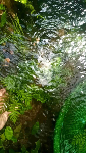 Tanaman Air Kadaka Rujug & Media Wabikusa: Dekorasi Akuarium yang Cantik