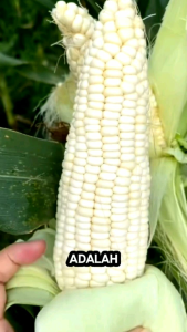PROMO TERLARIS 1 KG BENIH JAGUNG PUTIH SIAP TANAM