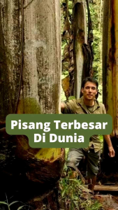 Selamat Datang Ditoko Kami  Pisang Raksasa Papua  Harga untuk 1 pohon pisang  papua raksasa ukuran tanaman sesuai stok atau random ukuran mulai dari  10 cm - 30 cm  Tinggi tumbuhan ini bisa mencapai 10-15 meter. Ready Bibit Pisang Asli Papua Siap Tanam