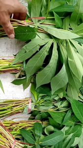 "PROMO" DAUN SINGKONG SEGAR MUDA PER IKETT