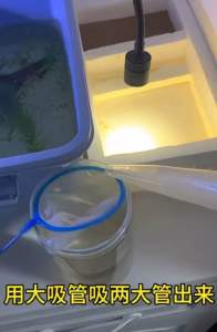 Artemia,Daphnia feeding tube/Fish tank cleaning straws