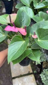 โอ้ยสวยตาแตกมากกกกกก   #หน้าวัวสีม่วงดอกแน่น  #กอแน่น  กระถาง5นิ้ว  กระถาง2กอแน่นๆ #หน้าวัว #หน้าวัวสีม่วง   ไม้รำไร ฟอกอากาศ    วางปุ๊ปปิ้งปั๊ป  #หน้าวัว #ดอกหน้าวัว #ดอกหน้าวัวสีม่วง  ดอกหน้าวัว มีชื่อวิทยาศาสตร์ว่า : Anthurium Andraeanum มีหลากหลายสี เ