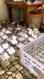 Souvenir Kaktus Suculen Seculent Tanaman Hidup Souvenir ulang tahun Souvenir Pernikahan Souvenir Lucu Hampers Kaktus mini Souvenir Back To School Souvenir Mewah Harga Murah Gratis Kartu Ucapan