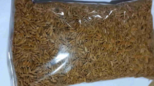 Benih Padi Ketan Putih Super Original Pilihan