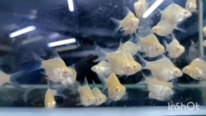 Albino short body Golden lampam tinfail barb 2.5cm-3cm live fish