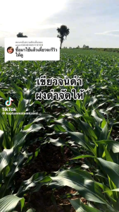 [10 ซอง] ผงดำ KGA สารเสริม ประสิทธิภาพพืช ลดต้นทุน เพิ่มผลผลิต