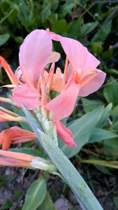 หน่อพุทธรักษาสีชมพูพีช