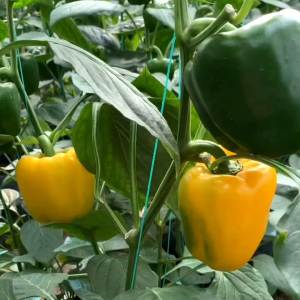 (KEMASAN PREMIUM) BIJI | BENIH TANAMAN PAPRIKA KUNING (isi -+80 butir)