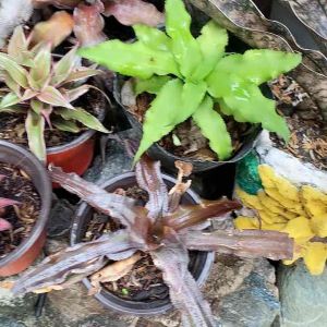 Cryptanthus earth star different varieties